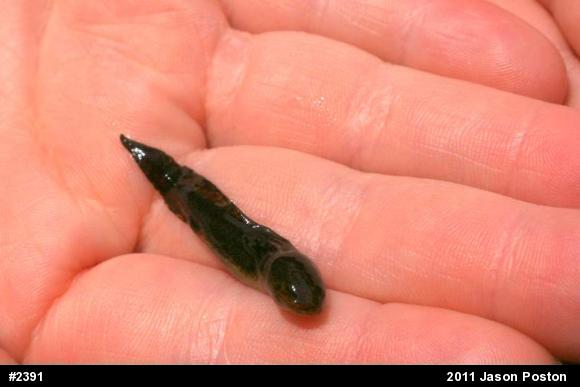 Spotted Salamander