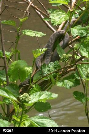 Northern Watersnake