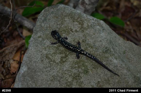 Northern Slimy Salamander