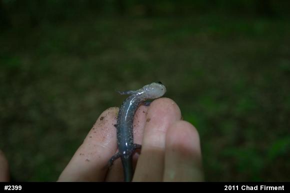 Wehrle's Salamander