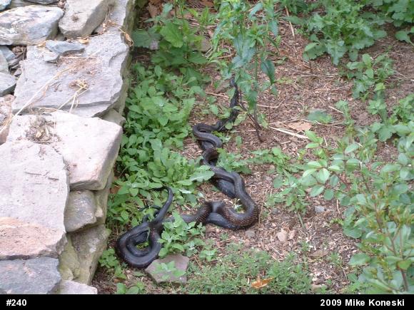 Eastern Ratsnake