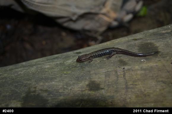 Allegheny Mountain Dusky Salamander