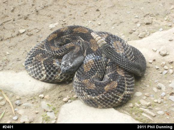 Timber Rattlesnake