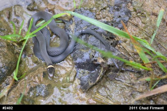 Northern Ring-necked Snake