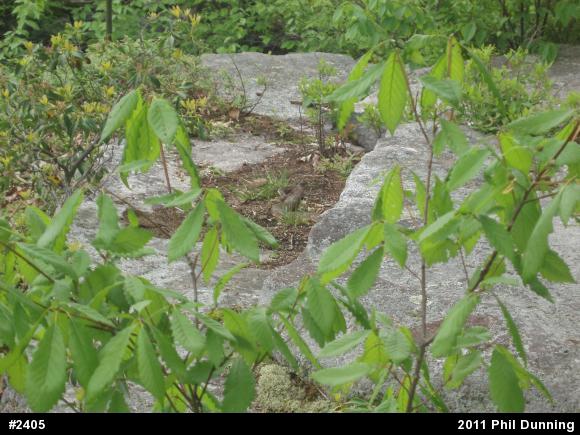 Timber Rattlesnake