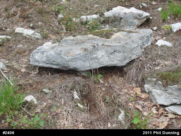 Timber Rattlesnake
