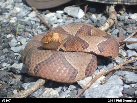 Northern Copperhead