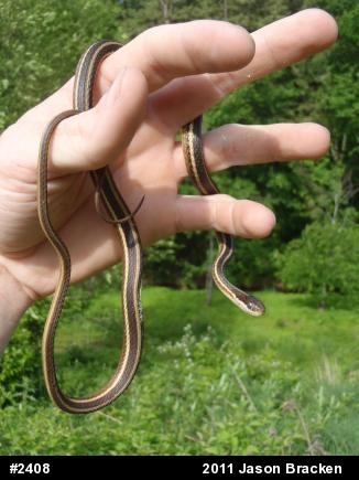 Common Ribbonsnake