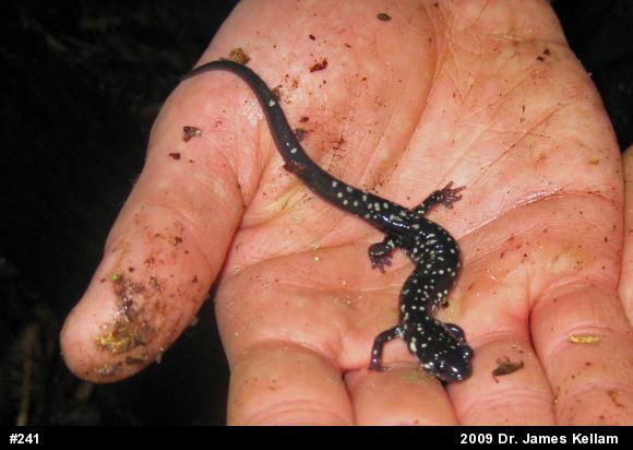 Northern Slimy Salamander