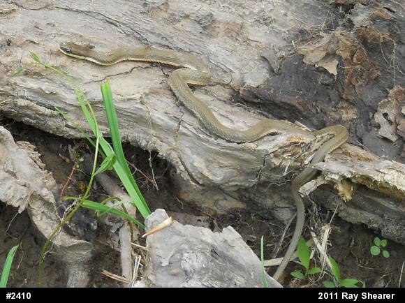 Queensnake