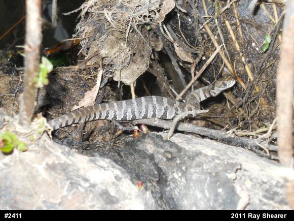 Northern Watersnake