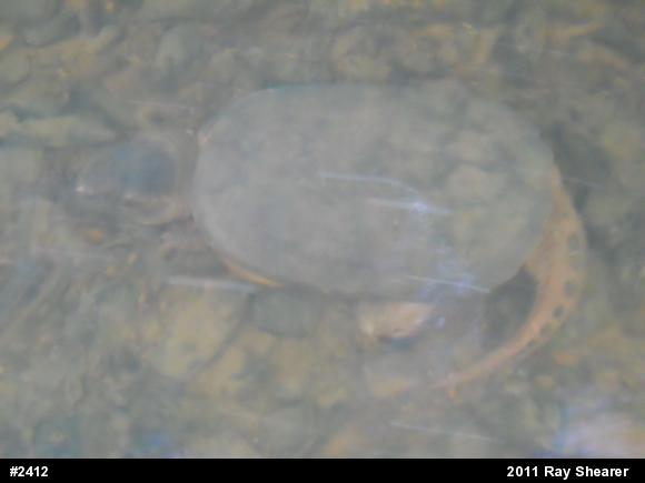 Snapping Turtle