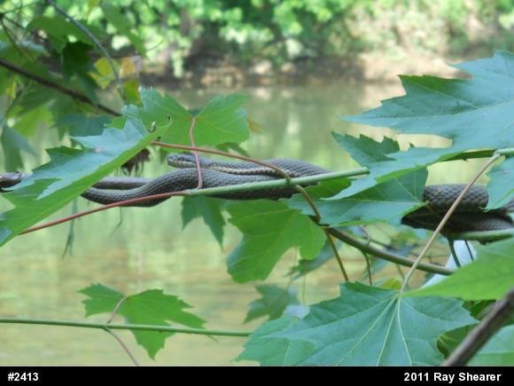 Queensnake