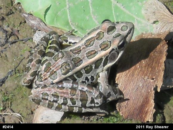 Pickerel Frog