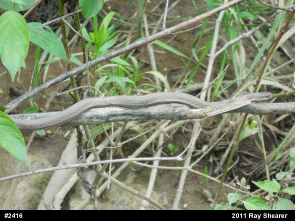 Queensnake