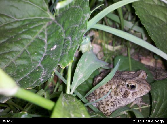 Eastern American Toad