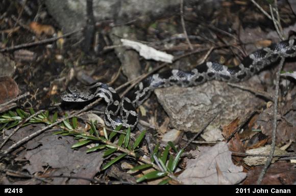 Eastern Ratsnake