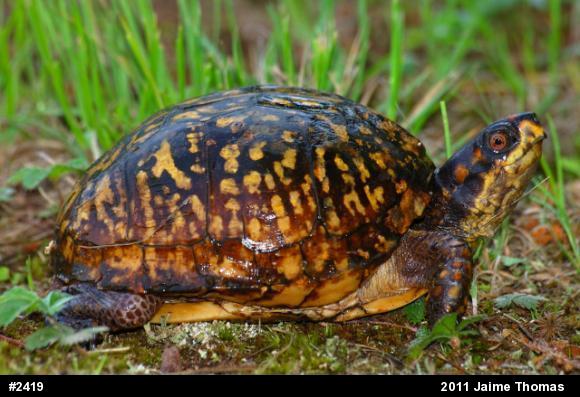 Eastern Box Turtle