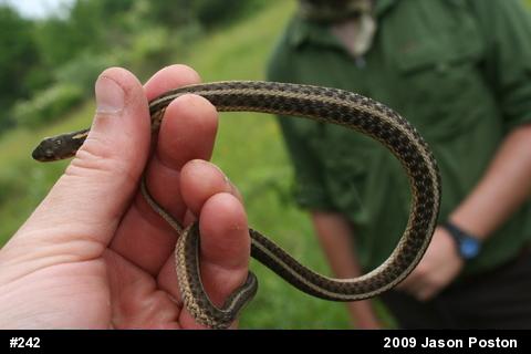 Eastern Gartersnake