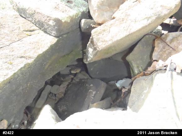Timber Rattlesnake