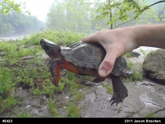 Wood Turtle