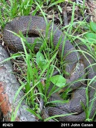 Northern Watersnake
