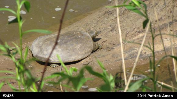 Eastern Spiny Softshell