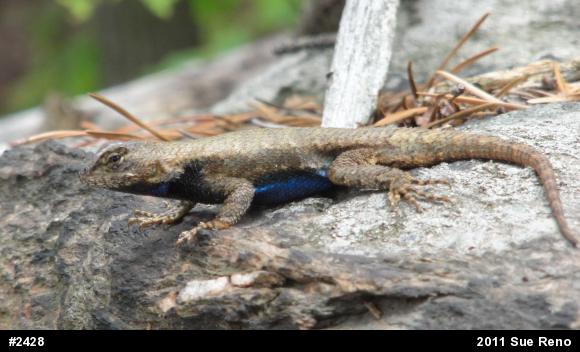 Eastern Fence Lizard