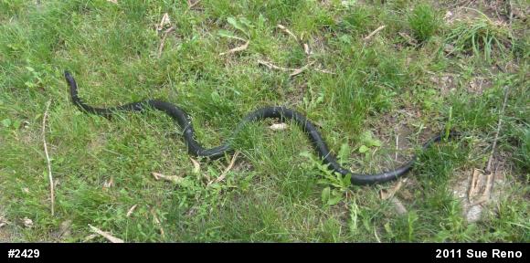 Northern Black Racer