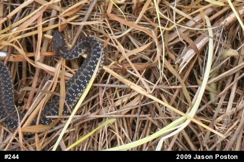 Eastern Gartersnake