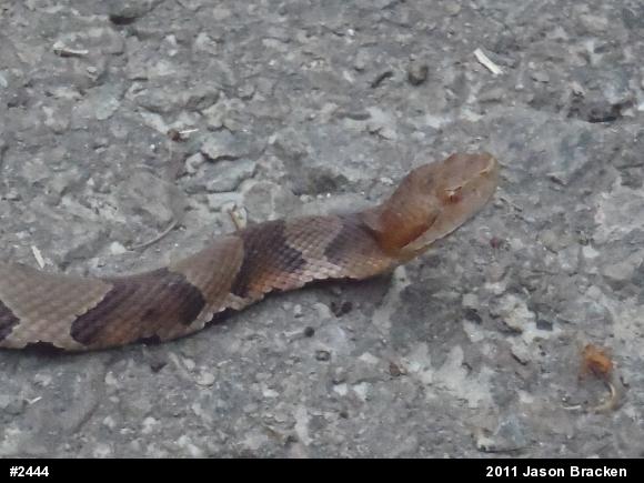 Northern Copperhead