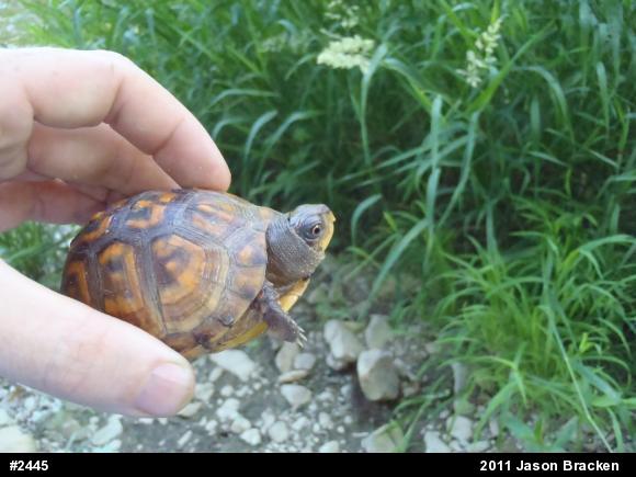 Eastern Box Turtle