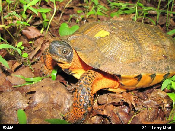 Wood Turtle