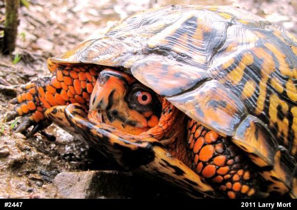 Eastern Box Turtle