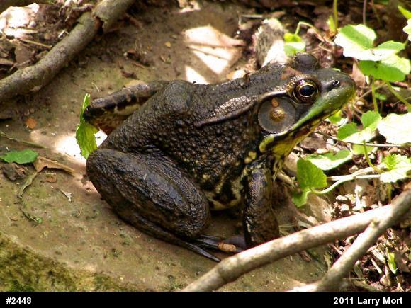 Green Frog