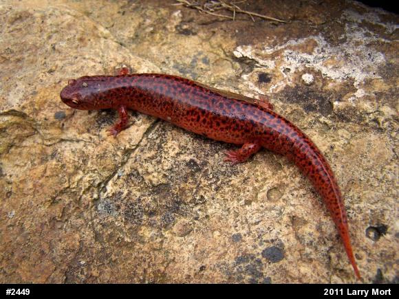 Northern Red Salamander