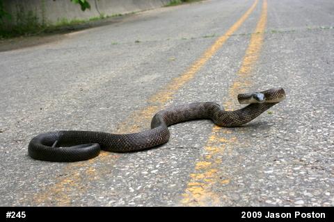 Eastern Ratsnake