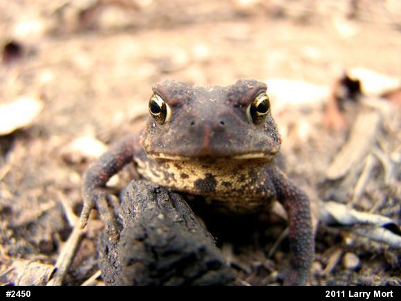Eastern American Toad