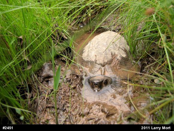 Wood Turtle