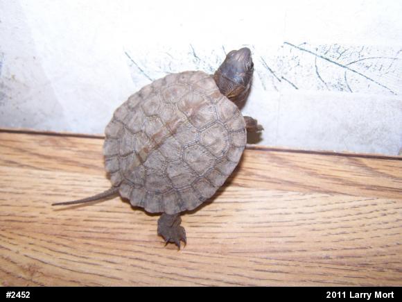 Wood Turtle