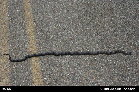 Eastern Ratsnake