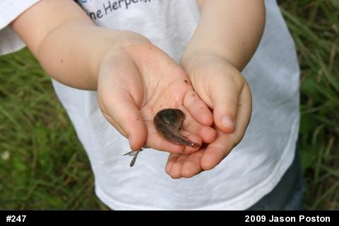 American Bullfrog