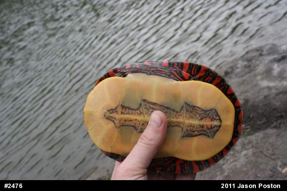 Midland Painted Turtle
