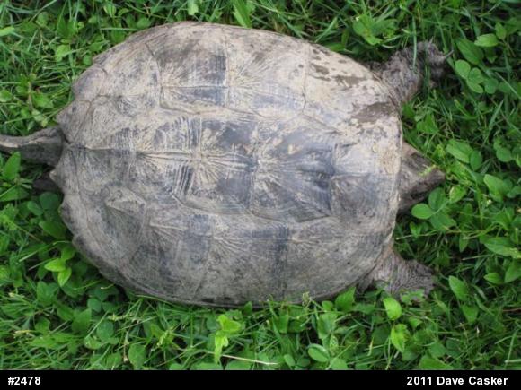 Snapping Turtle