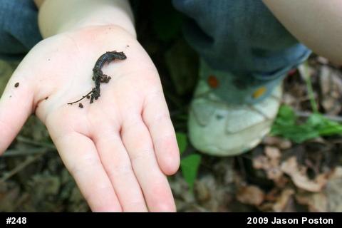 Northern Ravine Salamander