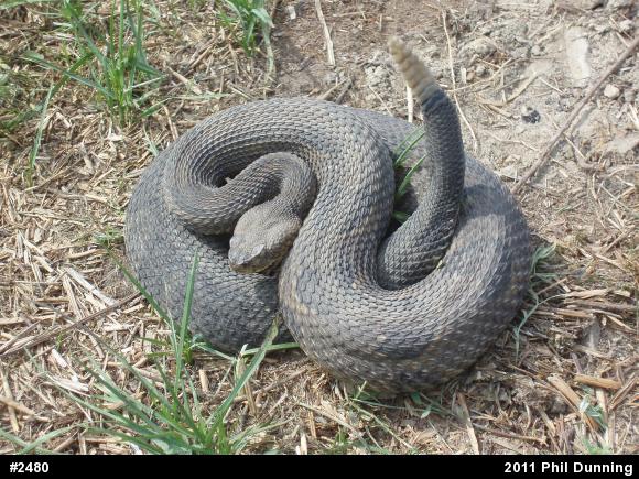 Timber Rattlesnake