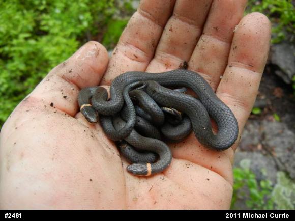 Northern Ring-necked Snake