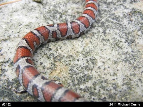 Eastern Milksnake