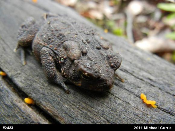Eastern American Toad