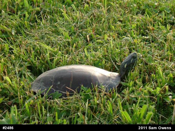 Eastern Painted Turtle